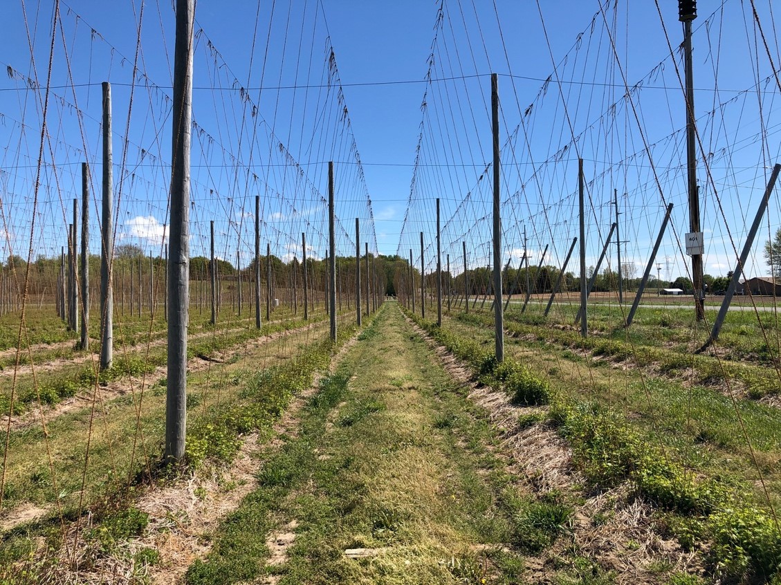 Strung hopyard.